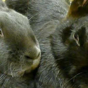 Meet your Posher, Ray